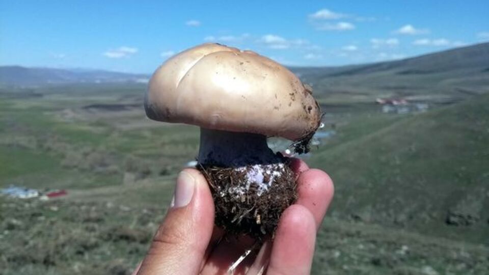 'Bana bir şey olmaz' demeyin Kesinlikle yemeyin...