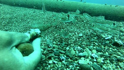 Balıkçıların kabusu! Gören kaçıyor ama...