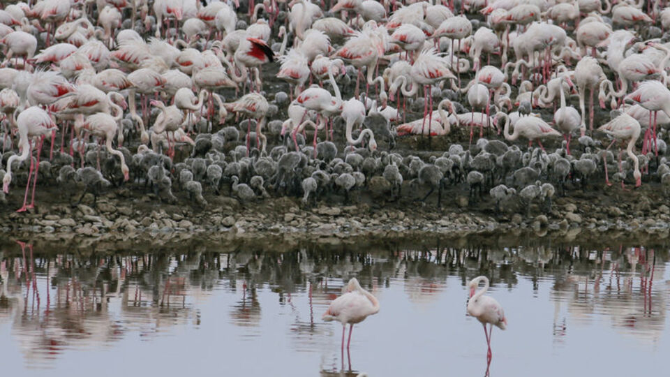 İzmir Kuş Cenneti yavru flamingolarla şenlendi