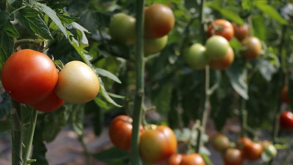 En fazla yaş meyve ve sebze ihracatı Rusya'ya