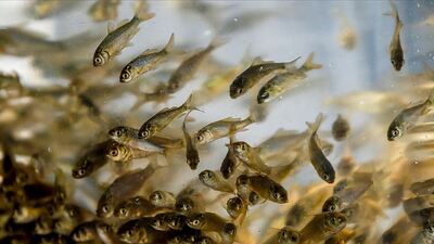 Su ürünleri üretimi arttı