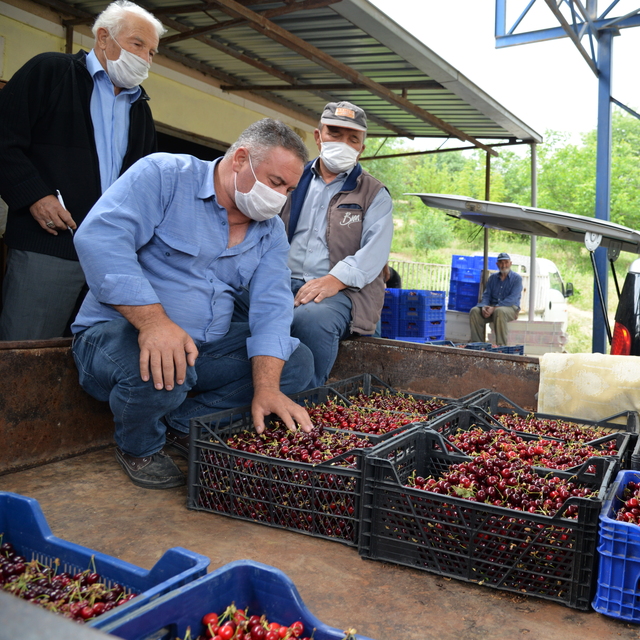 Kiraz açık artırmaya düştü