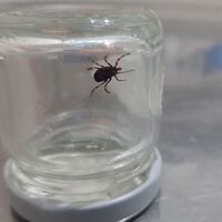 Sivas Valisi Salih Ayhan'dan kene uyarısı