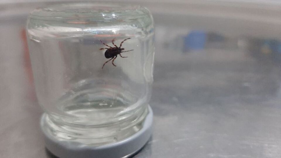 Sivas Valisi Salih Ayhan'dan kene uyarısı