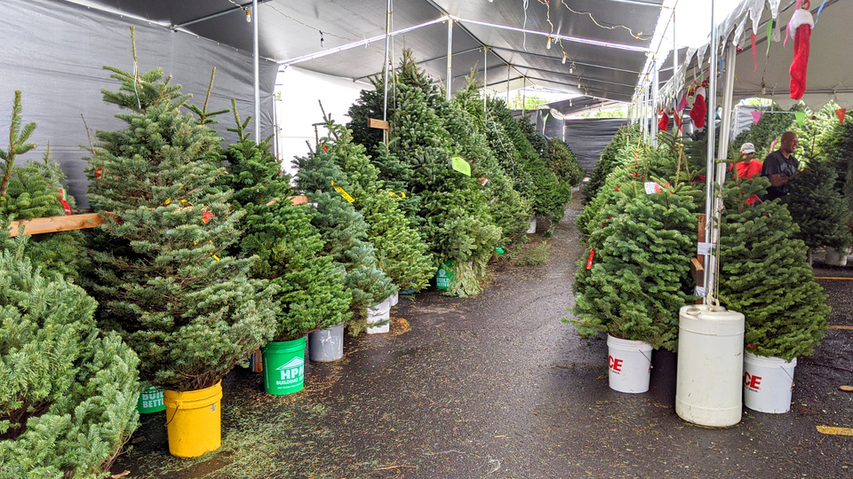 Ağaç ve mantarın gümrük vergisi artırıldı