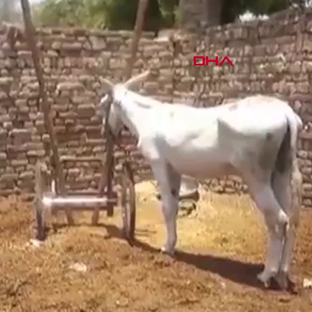 Pakistan'da sıra dışı operasyon: Bir eşek gözaltına alındı