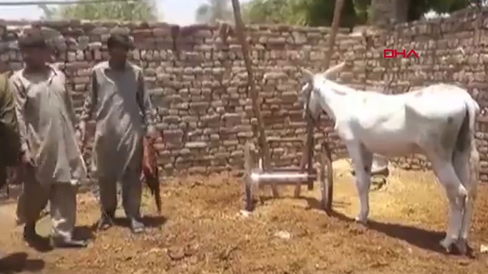 Pakistan'da sıra dışı operasyon: Bir eşek gözaltına alındı