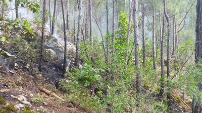 Serik'te orman yangını