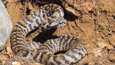 Sadece Türkiye'de ve o kentte yaşıyor! "Wagner Engereği!"