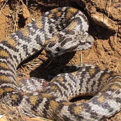 Sadece Türkiye'de ve o kentte yaşıyor! "Wagner Engereği!"