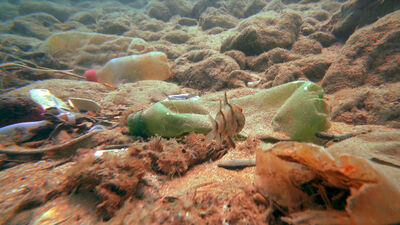 Kısıtlama sonrası falezler!