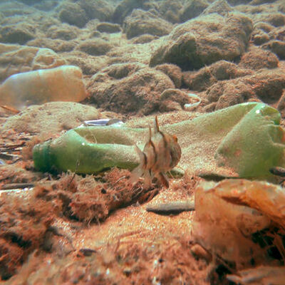 Kısıtlama sonrası falezler!