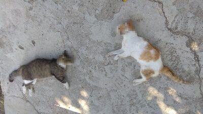 Kedi ve köpek katliamından zehir çıktı!