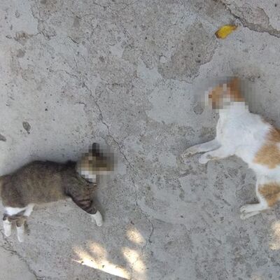 Kedi ve köpek katliamından zehir çıktı!