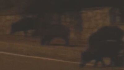 Muğla'da aç kalan domuzlar şehre indi