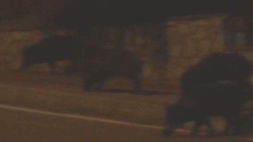 Muğla'da aç kalan domuzlar şehre indi