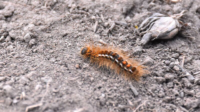 6 köyü korkutan istila!