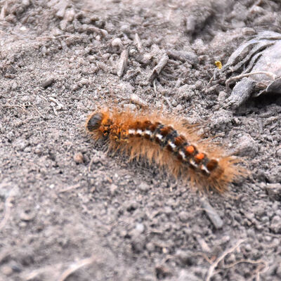 6 köyü korkutan istila!