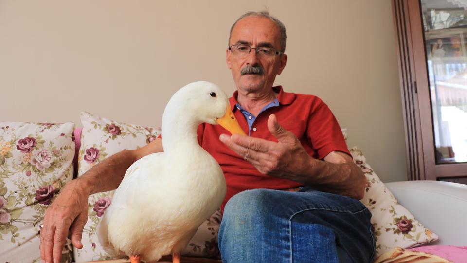En yakın arkadaşı, ördeği 'Pamuk'
