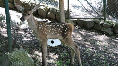Annesi doyuramıyordu... Biberonla besliyor