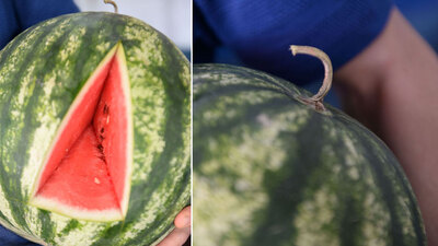 Eğer karpuzun sapı kahverengi olursa...