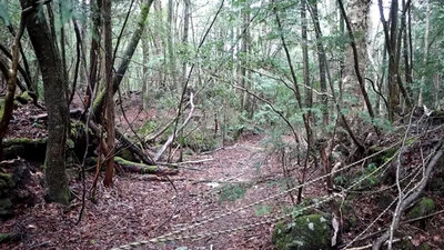 Türk vatandaşlar karşılaştı! 'İntihar ormanı'nda korkunç manzara