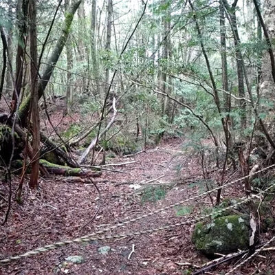 Türk vatandaşlar karşılaştı! 'İntihar ormanı'nda korkunç manzara