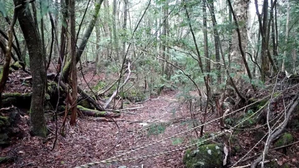 Türk vatandaşlar karşılaştı! 'İntihar ormanı'nda korkunç manzara