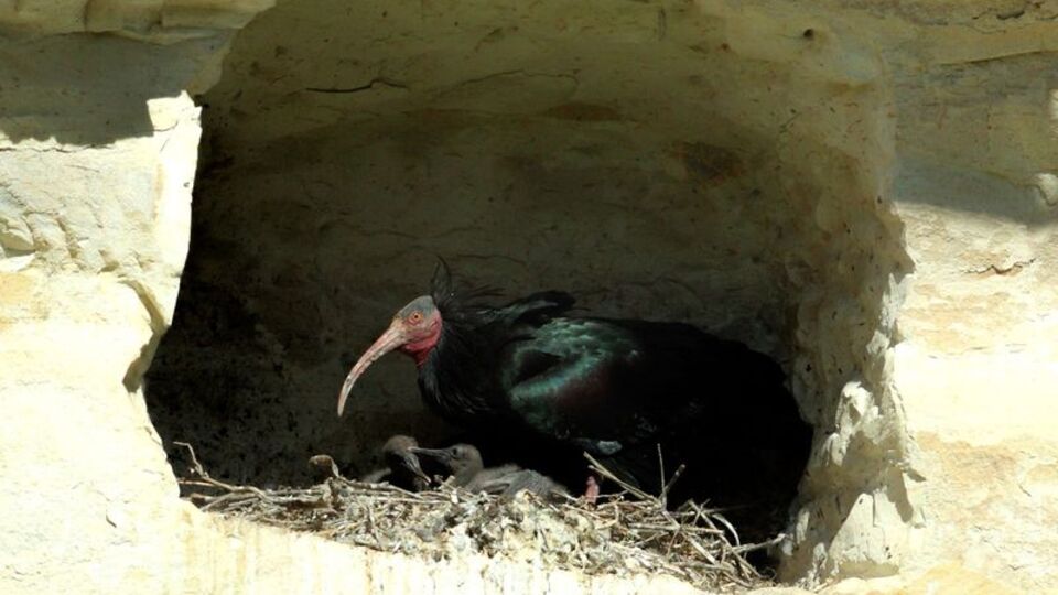 Koruma altındalardı... Sevindirici haber geldi