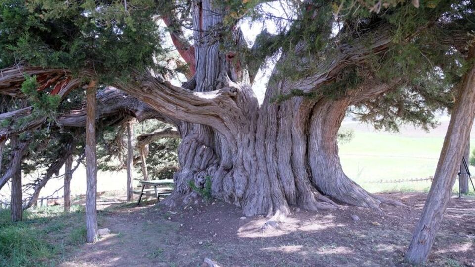 Türkiye'de birinci, dünyada ikinci sırada!