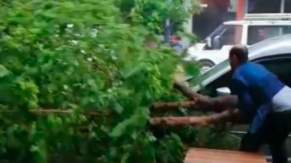 Şiddetli yağmur ve fırtına ağaç devirdi