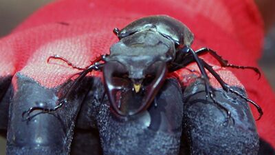 İş yerinin önünde bulmuştu... 'Kesinlikle toplamayın'