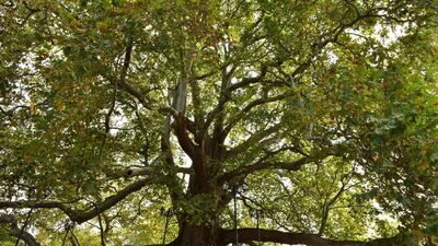 Yıllara meydan okuyorlar...