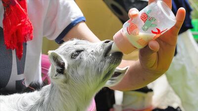 Depremde anneleri ölen ikiz oğlaklar hayata bağlandı
