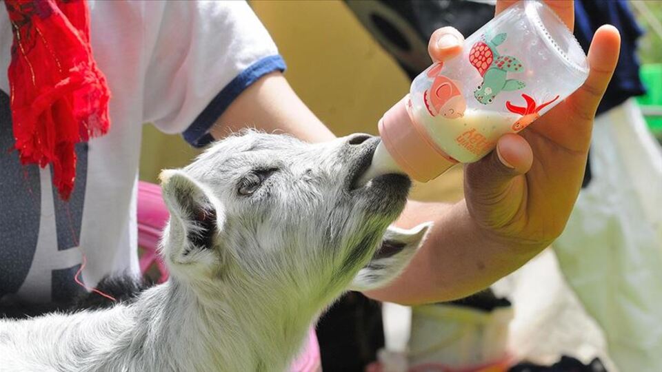 Depremde anneleri ölen ikiz oğlaklar hayata bağlandı