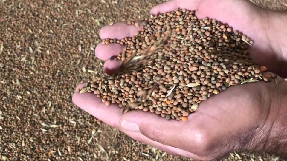 Fasulye ve mercimek üretiminde artış