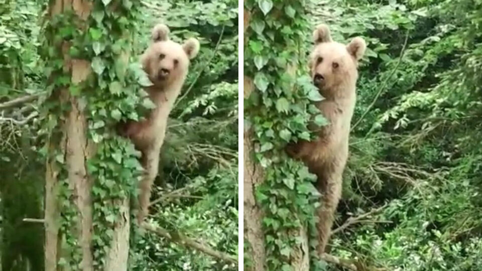 Kamerayı görünce adeta poz verdi