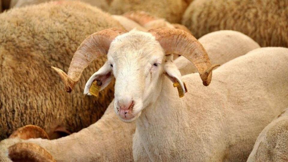 Kurban Bayramı ne zaman?