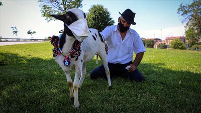 Evinde beslediği kuzusuna maske taktı