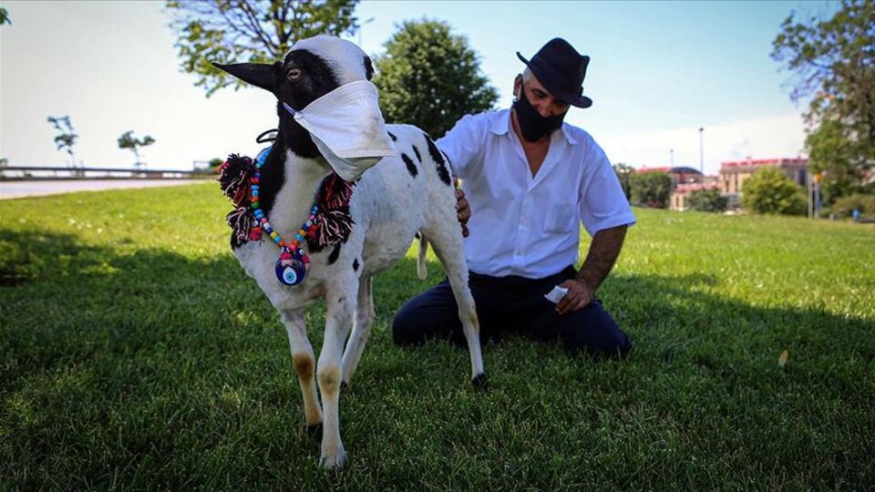Evinde beslediği kuzusuna maske taktı