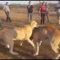 Bu nasıl bir zevk! Kangal vahşeti!