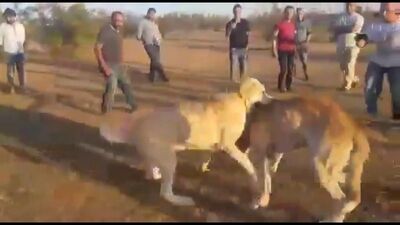 Bu nasıl bir zevk! Kangal vahşeti!