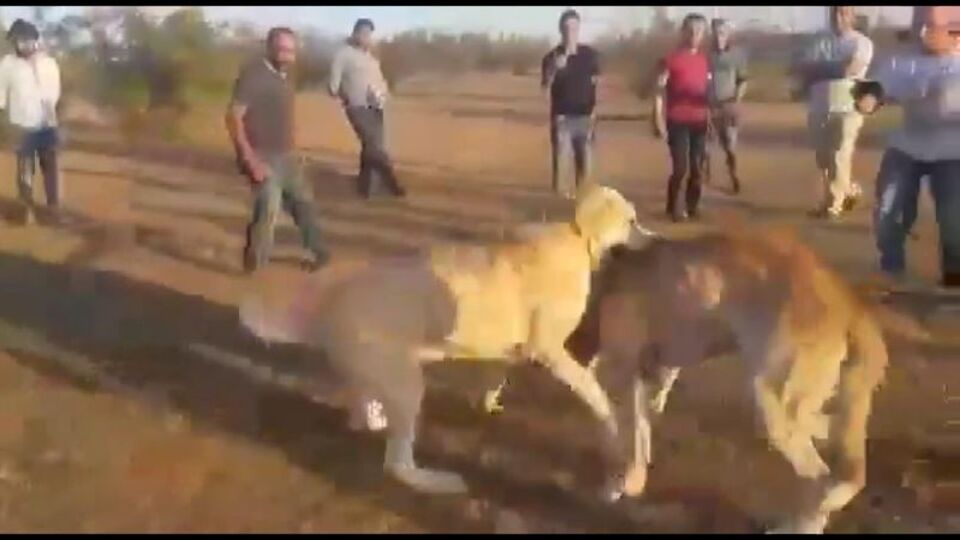 Bu nasıl bir zevk! Kangal vahşeti!