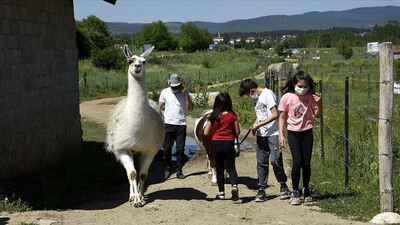 Görmek için yolunu değiştiriyorlar