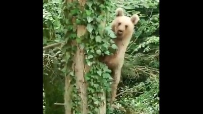 Durup durup poz verdi