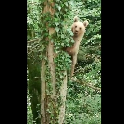 Durup durup poz verdi