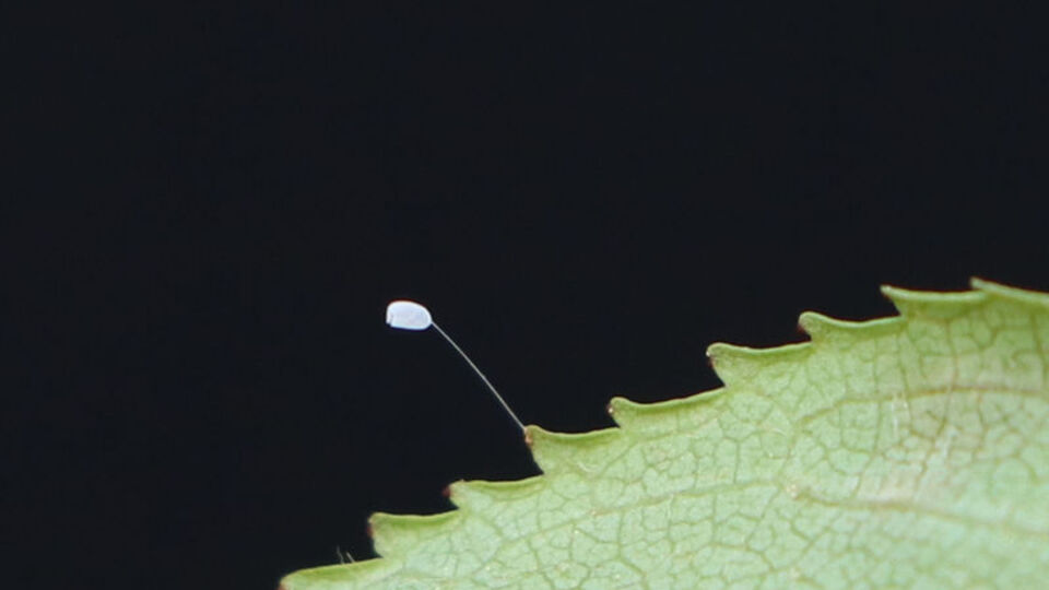 Udumbara çiçeği nedir?