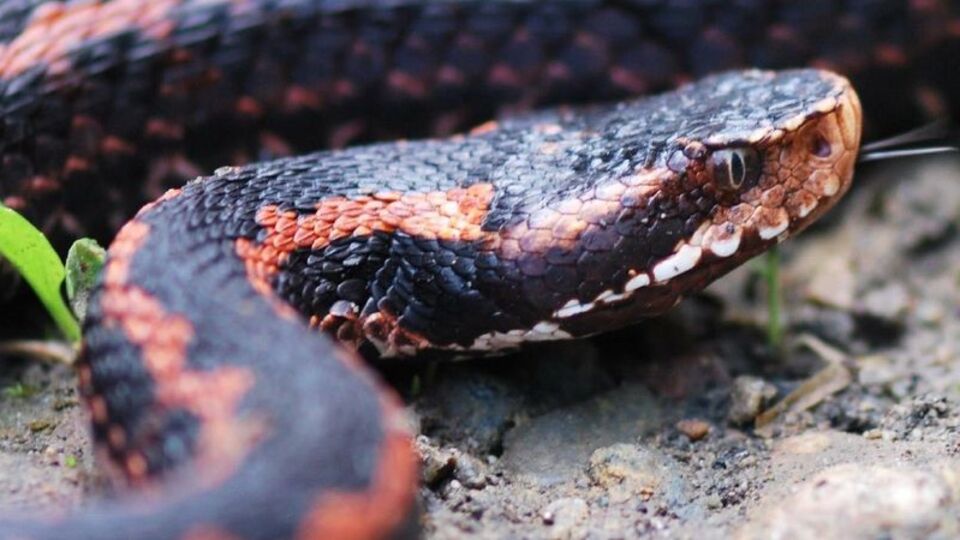 İşte yılanları öldürmenin ağır bedeli!