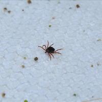 Kene ısırması nasıl geçer?