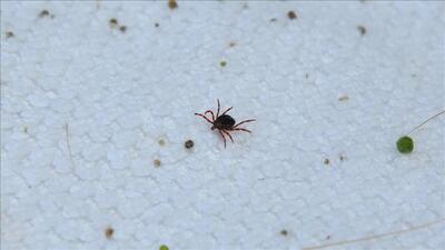 Kene ısırması nasıl geçer?